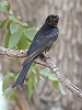 J17_0901 Forktailed Drongo